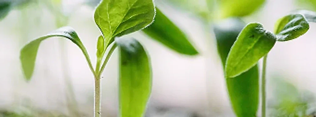 Organisational Transformation and Change