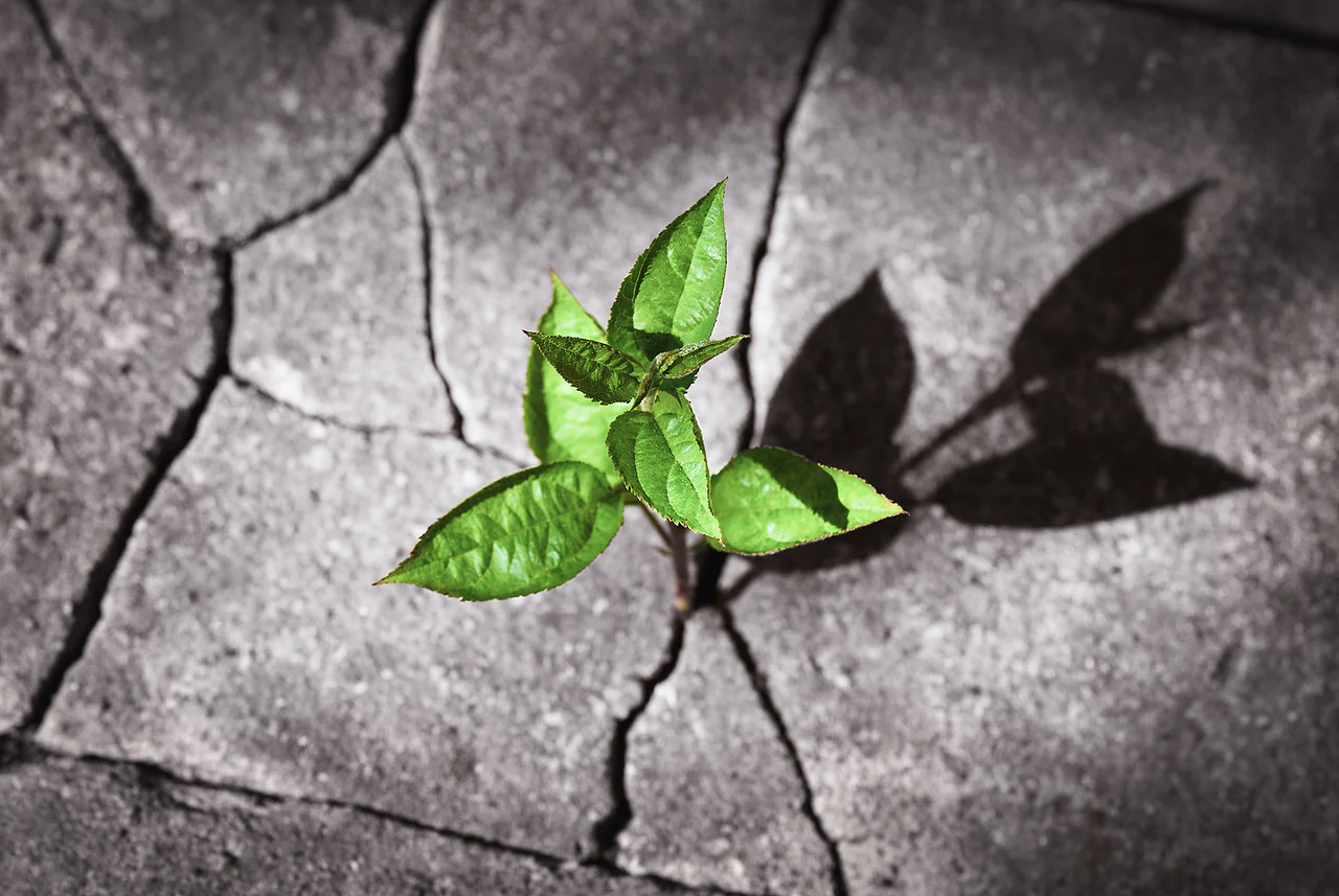 Resilience for Personal Mastery - S12